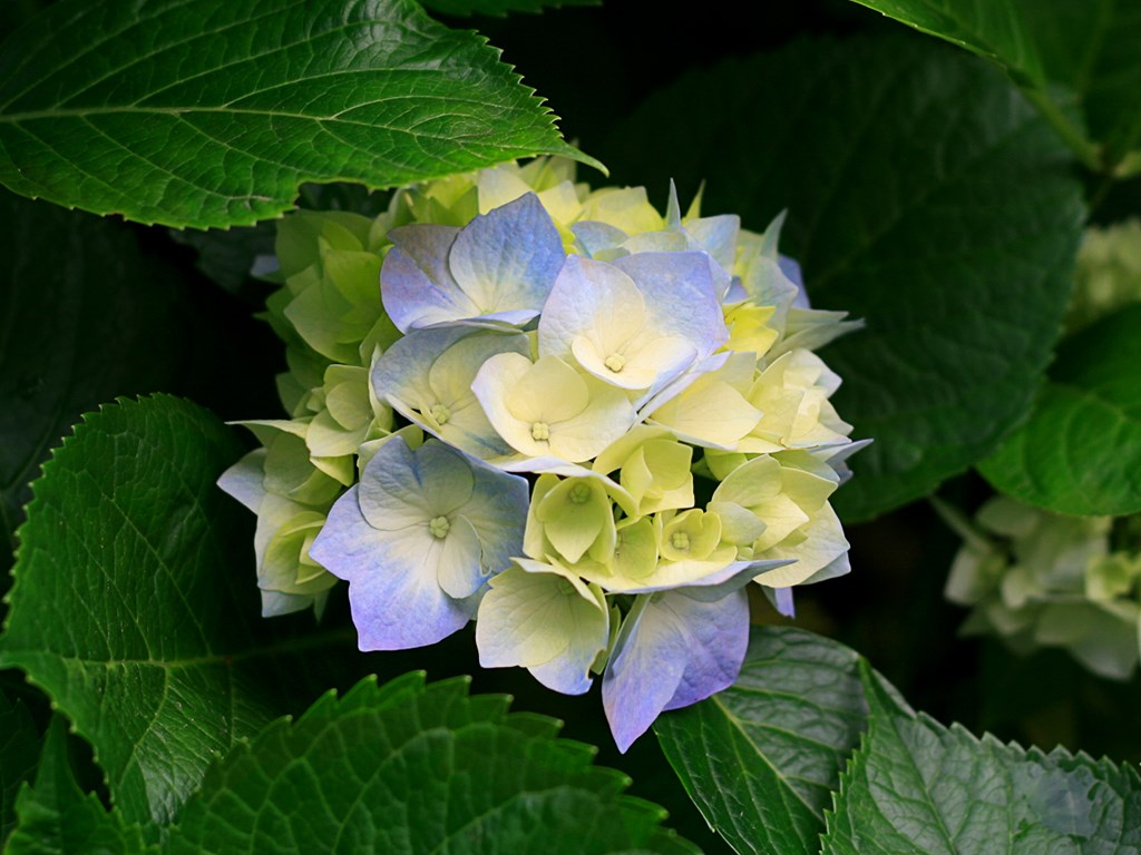 景秀膜結(jié)構(gòu)